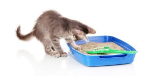 Why Your Cat Hates Its Litter