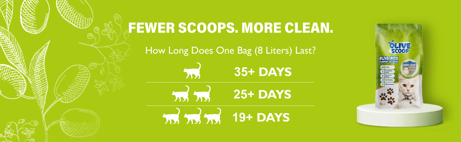 How long olivescoop last