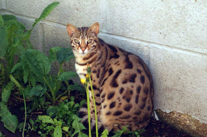 Bengal Cat uk