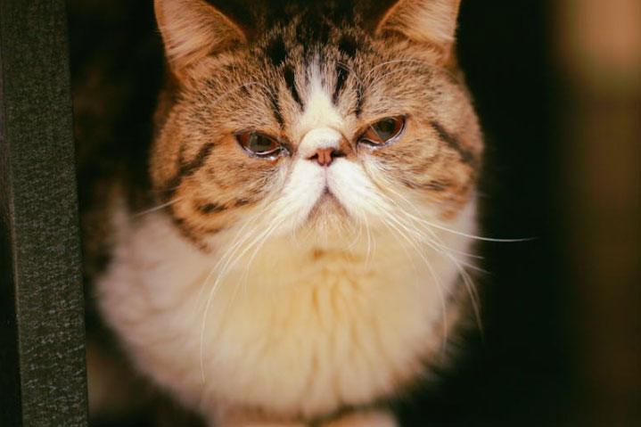 Exotic Shorthair Cat 