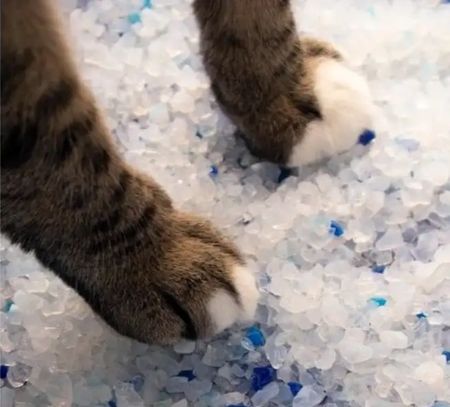 crystal cat litter