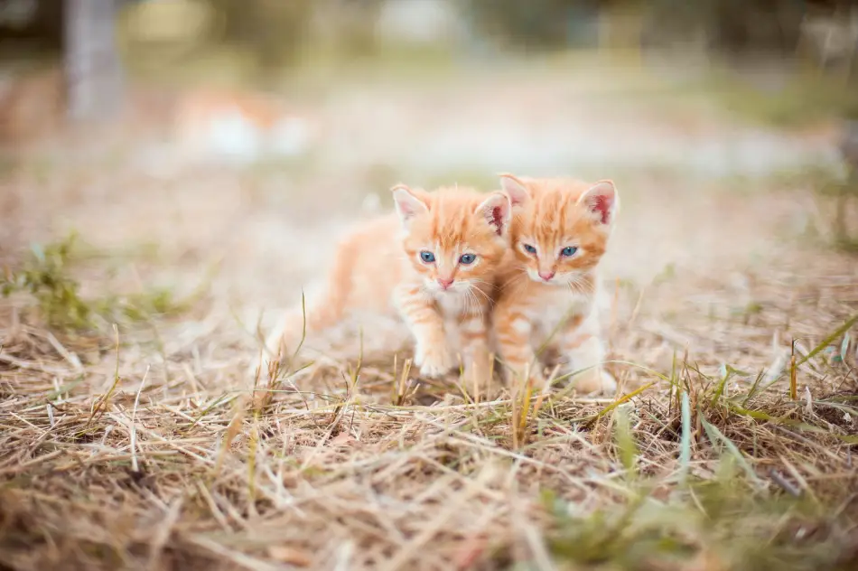 safest cat litter for kittens