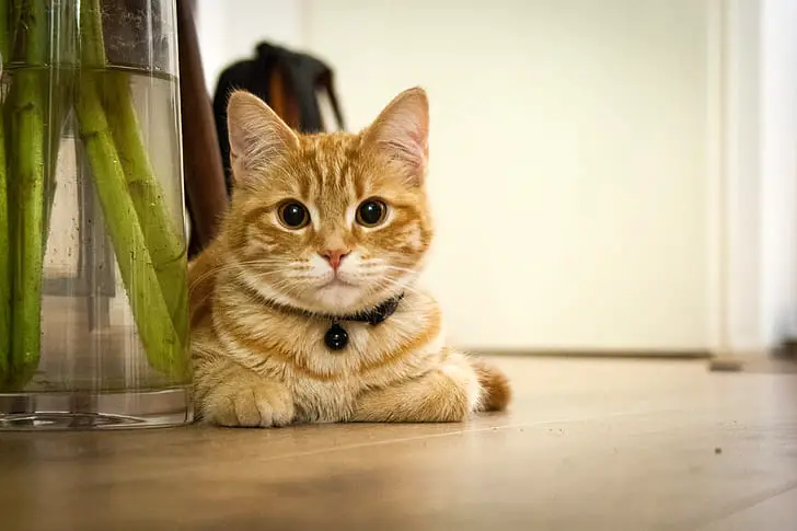 How to Keep Indoor Cats Cool in a UK Summer