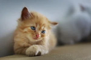 cat meowing meaning