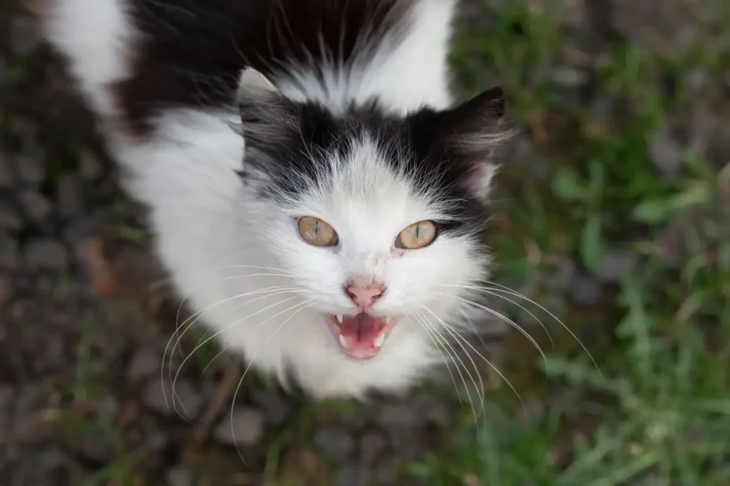 cat meowing meaning